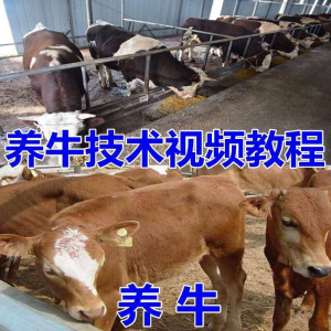 养牛养羊视频教程疾病防治挤奶牛场建设放牧饲养猪技术全套发育-资源虚拟仓库