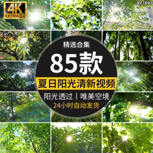 4K夏日阳光透过树叶森林空境升格大自然唯美清新绿叶实拍视频素材-资源虚拟仓库