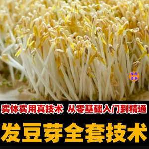 自学发豆芽技术资料豆芽加工制作方法教学 培育豆芽商用视频教程-资源虚拟仓库